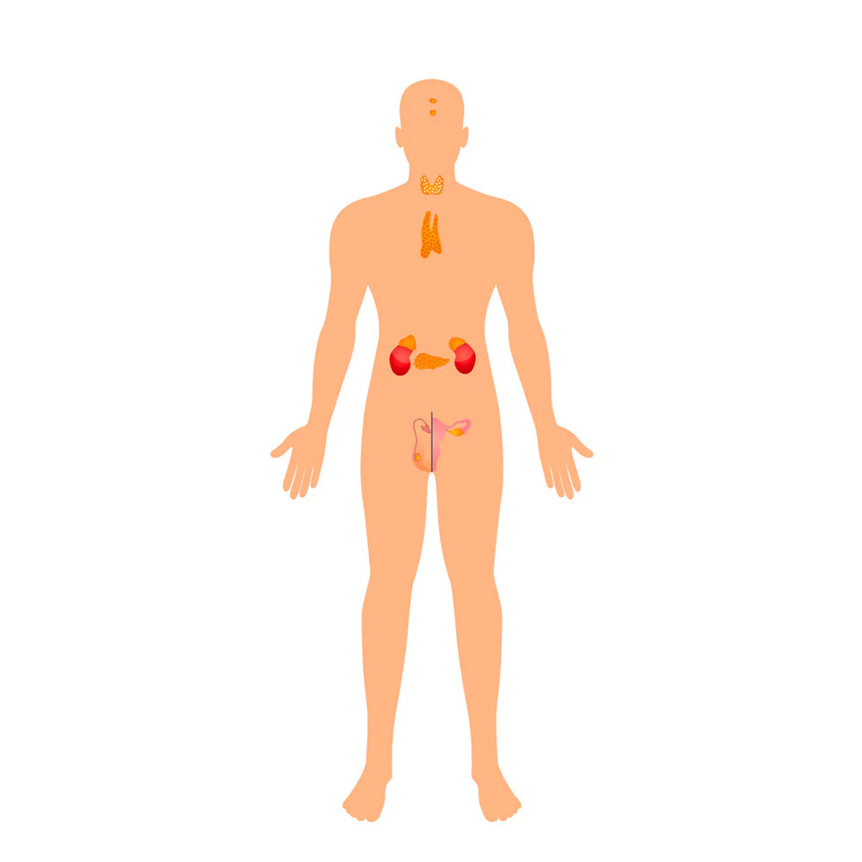 Retrouver l’équilibre hormonal naturel